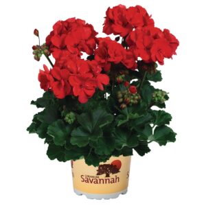 Álló Muskátli Rózsavirágú - Pel.z. Savannah Red "12"