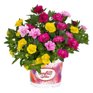 Kisvirágú Petunia Összeültetés - Conf. Garden MyBonnie "15"