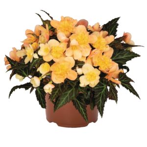 Begónia - Beg. Iconia Portofino Peach "12"