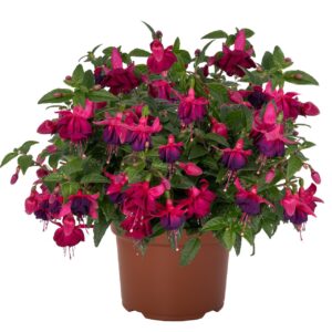Fuchsia Ballerina Frappé "12"