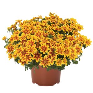 Balkon aranya - Bidens Bidy Boom Red Eye "12"