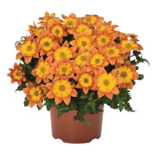 Balkon aranya - Bidens Bidy Boom Fireside "12"