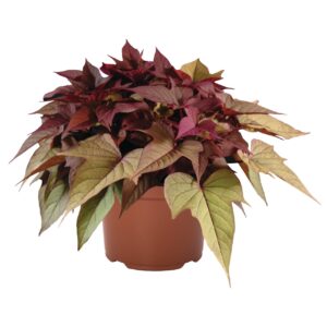 Dísz Batáta - Ipomoea Bright Ideas Rusty Red "12"