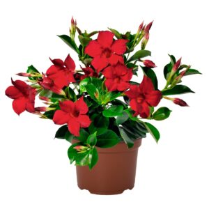 Tölcsérjázmin - Dipladenia Flordenia Red "12"