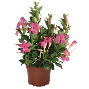 Tölcsérjázmin - Dipladenia Flordenia Pink "12"