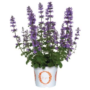 Macskamenta - Nepeta Serene Blue Tower "15"