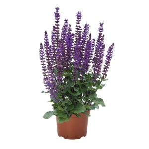 Ligeti Zsálya - Salvia nem. Midnight Purple "15"