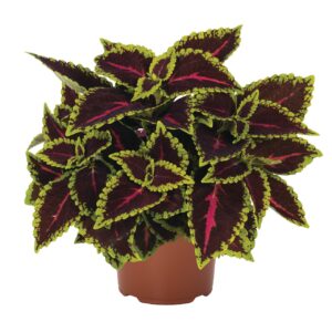 Díszcsalán - Coleus MS Alligator Alley