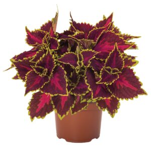 Díszcsalán - Coleus MS Hollywood Boulevard