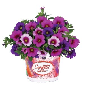 Kisvirágú Petunia Összeültetés - Hawaiian Flamingo "15"