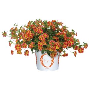 Kisvirágú Petúnia - Calibr. Bloomtastic Orange C.W "12"