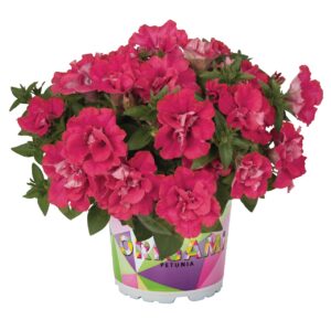 Petunia Origami Watermelon "12"