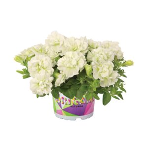 Petunia Origami White "12"