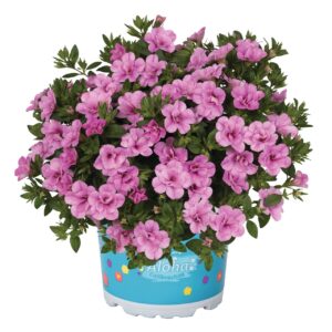 Kisvirágú Duppla Petunia - Calibr. Aloha Double Soft Pink "12"