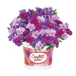 Kisvirágú Petunia Összeültetés - Conf. Gar. MyGirly "15"
