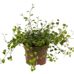 Porccserje - Mühlenbeckia Complexa "12"