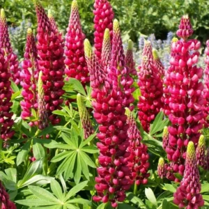 Csillagfürt - Lupinus Red Shades "15"