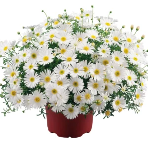 Ausztrál Százszorszép - Brachyscome Surdaisy White "12"