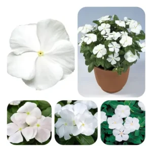 Futó Vinka- Mediterranea White "10,5"