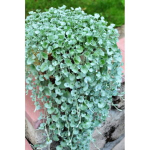 Pázsitszulák Akasztós Kaspós - Dichondra Silver Surfer "21"