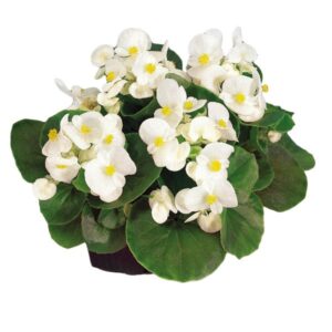 Begónia - s. Mascotte White