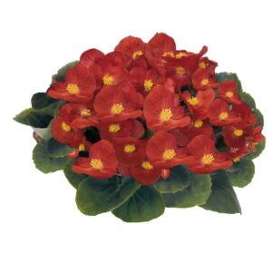 Begónia - s. Mascotte Scarlet