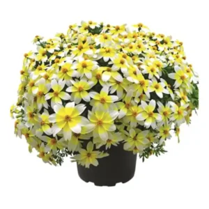 Balkon aranya - Bidens Goldmoon "12"