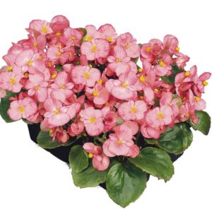 Begónia - s. Mascotte Rose