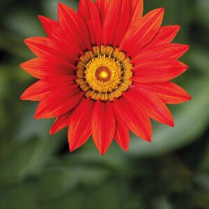 Gazánia - Wonderwall Red "10,5"