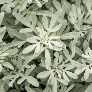 Ezüstüröm - Artemisia stel. Silver Brocade "15"