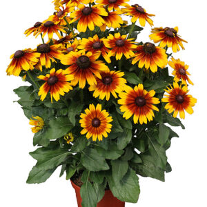 Kúpvirág - Rudbeckia Big Kiss SmileyZ "19"