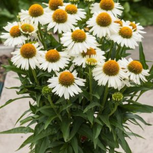 Kasvirág - Echinacea Meditation White "15"