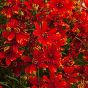 Menyecskeszem - Coreopsis vert. Ladybird "15"