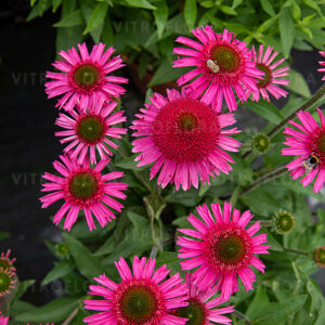Kasvirág - Echinacea Delicious Candy "15"