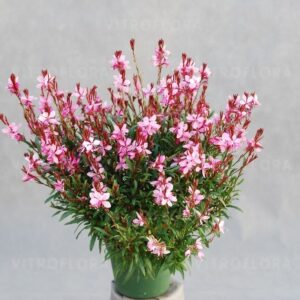 Díszgyertya - Gaura lind. 'Siskiyou Pink' "12"