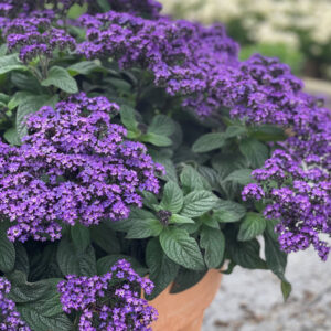 Vanílliavirág - Heliotropium Vanilla Blue