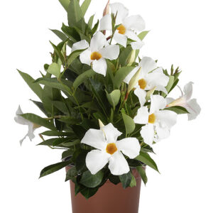 Tölcsérjázmin - Dipladenia Flordenia White "12"