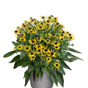 Kúpvirág - Rudbeckia Sun Ka Ching "19"