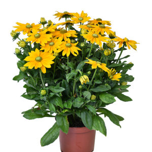 Kúpvirág - Rudbeckia Sunbeckia Ophelia "19"