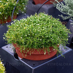 Sagina subulata Green Moss - Szálkás Zöldhúr "12"