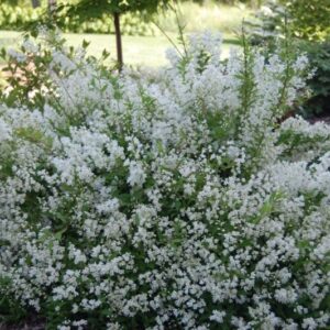 Gyöngyvirágcserje - Deutzia gracilis "Nikko" "19"
