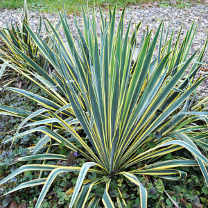 Pálmaliliom - Yucca filamentosa Bright Edge "19"